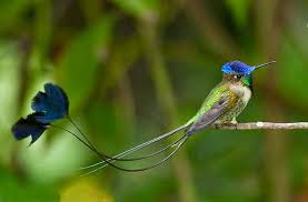 Resultado de imagen de colas colibri