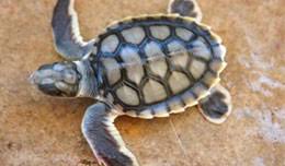 Las tortugas planas. La especie menos distribuida de tortugas marinas.