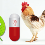 antibiótico