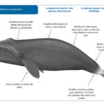 ballena franca de Groenlandia?