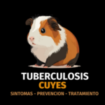 cuyes 1 0 Seleccionar ¡Cuida a tus cuyes! Descubre la tuberculosis en estos adorables animalitos ¡Cuida a tus cuyes! Descubre la tuberculosis en estos adorables animalitos