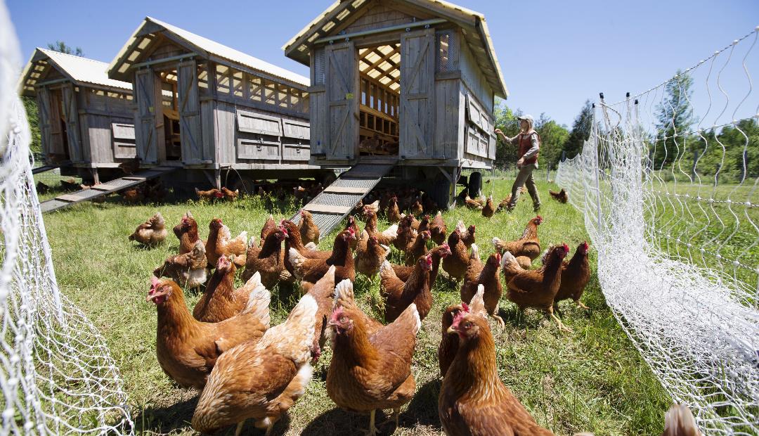Las disposiciones del ICA son claves para poder iniciar una granja avícola