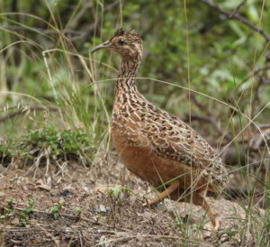 Perdiz de Pico Curvo