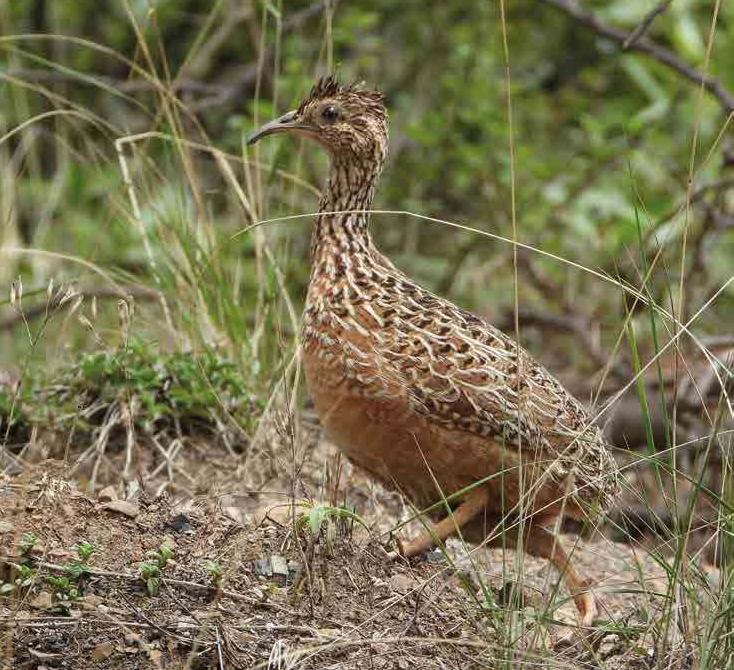 Perdiz de Pico Curvo