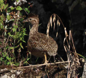 Perdiz Andina