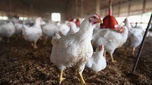 Importancia del manejo de aves ponedoras y el corte de su pico a tiempo | SofOS