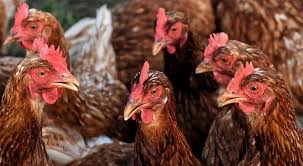 Transporte de aves: Guía de buenas prácticas – Veterinaria Digital – Avicultura, Porcicultura, Rumiantes y Acuicultura